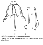 Pleurata trypeta