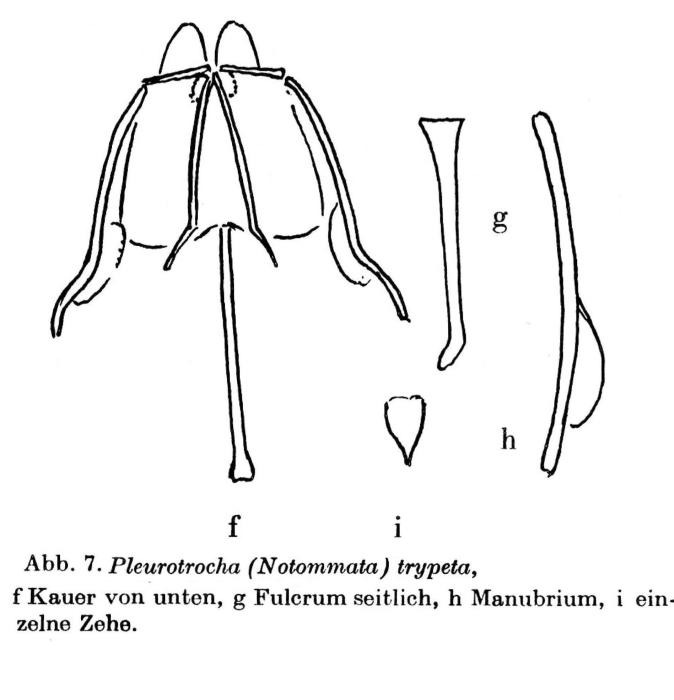Pleurata trypeta Pleurata trypeta