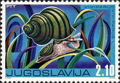 Viviparus viviparus Viviparus viviparus
