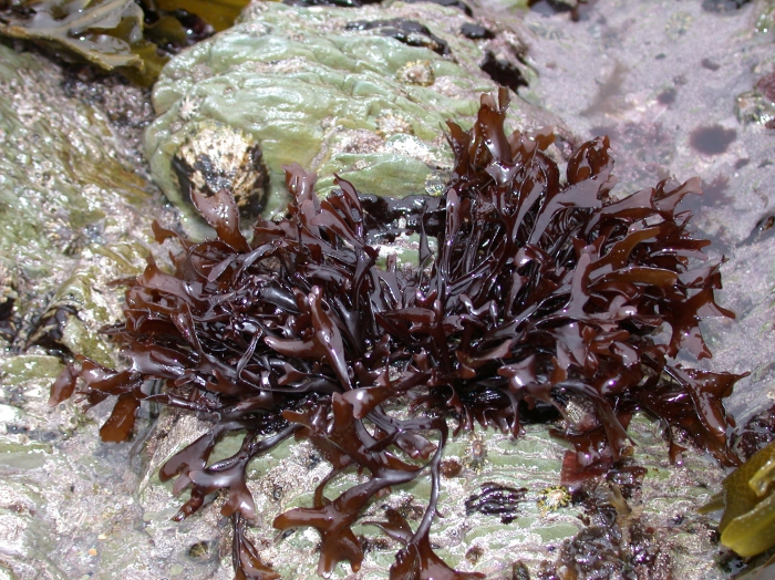 Mastocarpus stellatus (Stackhouse) Guiry, 1984