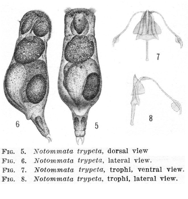 Pleurata trypeta - Original description image