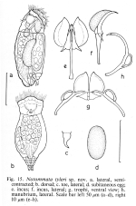 Pleurata tyleri - Original description image