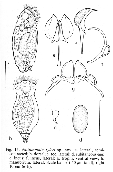 Pleurata tyleri - Original description image