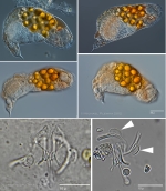 Pleurata uroglenae