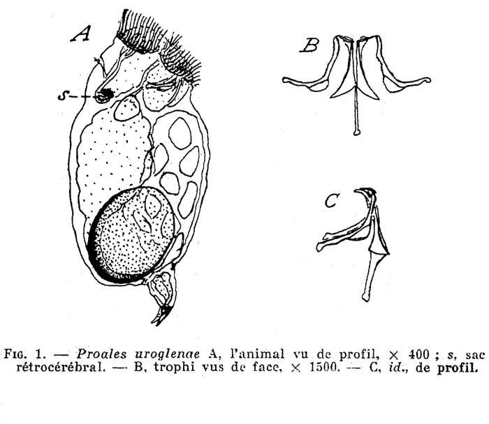 Pleurata uroglenae - Original description image