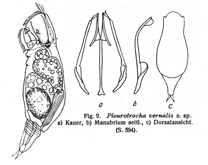 Pleurata vernalis - Original description image