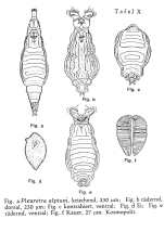 Pleuretra alpium