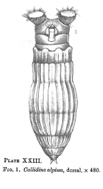 Pleuretra alpium