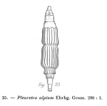 Pleuretra alpium