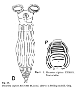 Pleuretra alpium