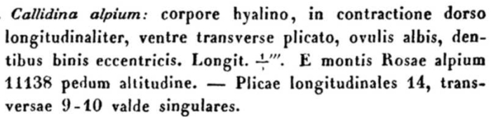 Pleuretra alpium - Original description image