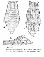 Pleuretra bovicornis - Original description image