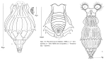 Pleuretra brycei