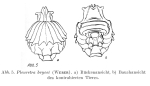 Pleuretra brycei