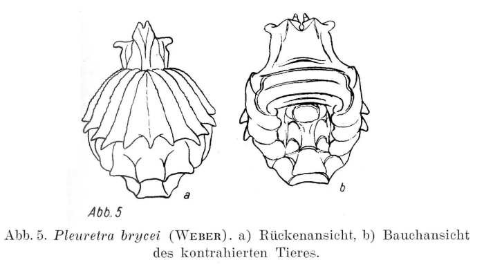 Pleuretra brycei Pleuretra brycei