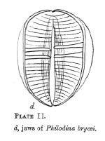 Pleuretra brycei