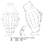 Pleuretra brycei