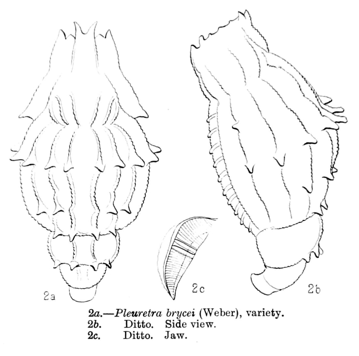 Pleuretra brycei Pleuretra brycei