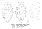 Pleuretra brycei
