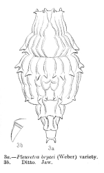 Pleuretra brycei