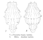 Pleuretra brycei