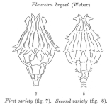 Pleuretra brycei
