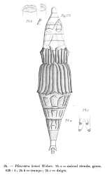 Pleuretra brycei