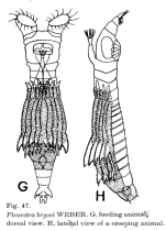 Pleuretra brycei