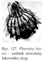 Pleuretra brycei