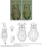 Pleuretra brycei