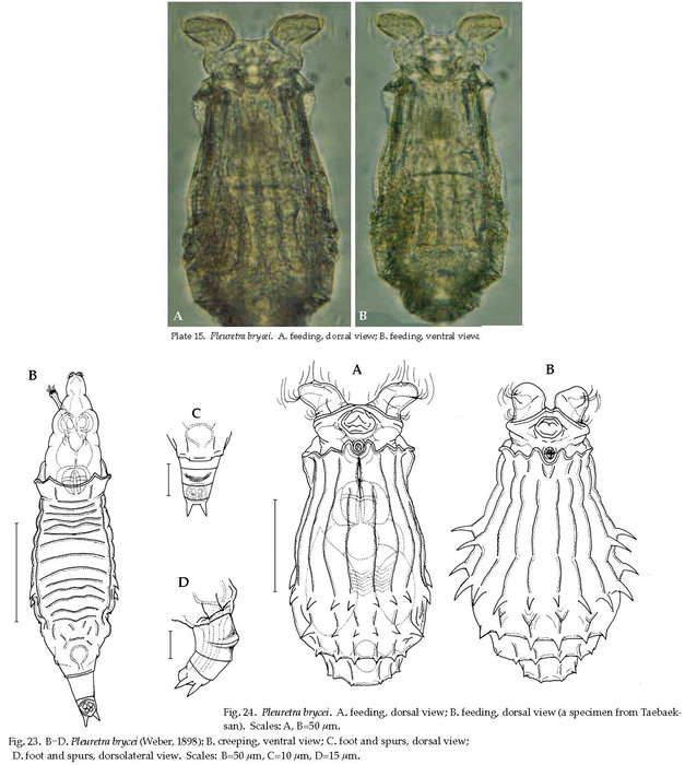 Pleuretra brycei Pleuretra brycei