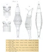 Pleuretra brycei - Original description image
