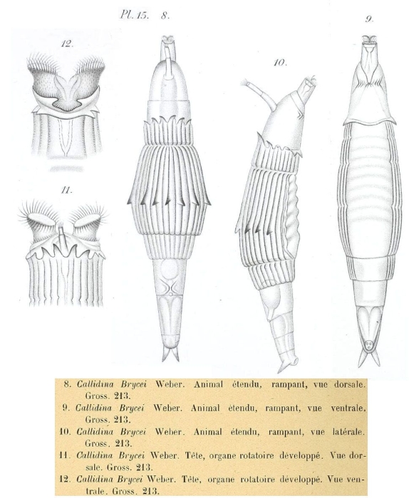 Pleuretra brycei - Original description image
