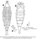 Pleuretra costata