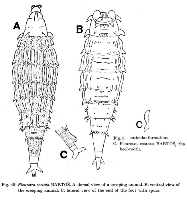 Pleuretra costata Pleuretra costata
