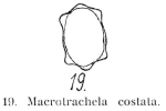 Pleuretra costata
