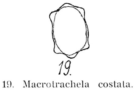 Pleuretra costata Pleuretra costata