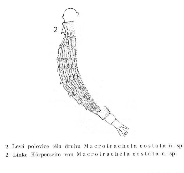 Pleuretra costata - Original description image