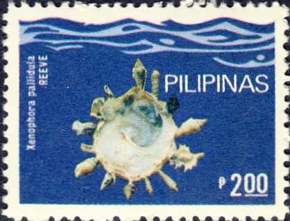 Xenophora pallidula Xenophora pallidula