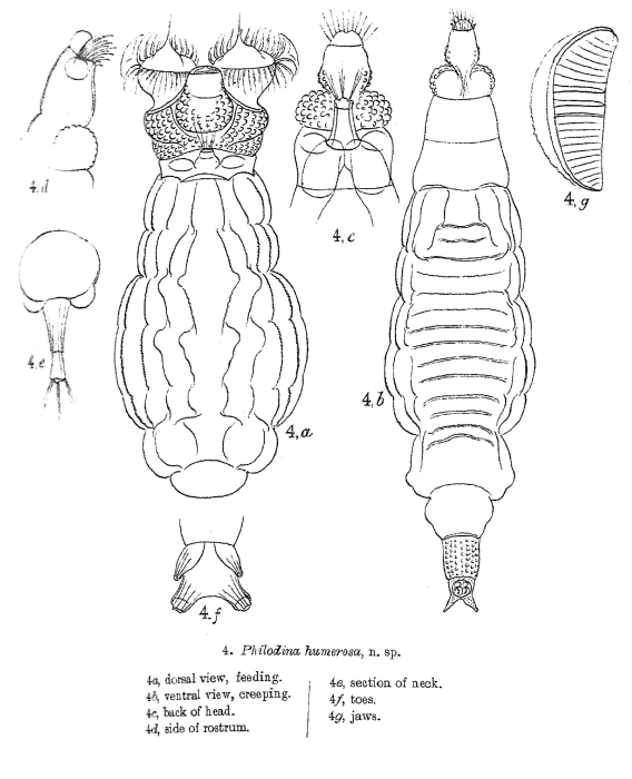 Pleuretra humerosa Pleuretra humerosa