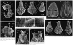Pleuretra hystrix