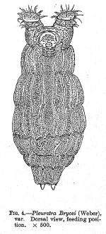 Pleuretra hystrix