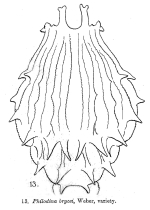 Pleuretra hystrix