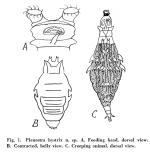 Pleuretra hystrix - Original description image