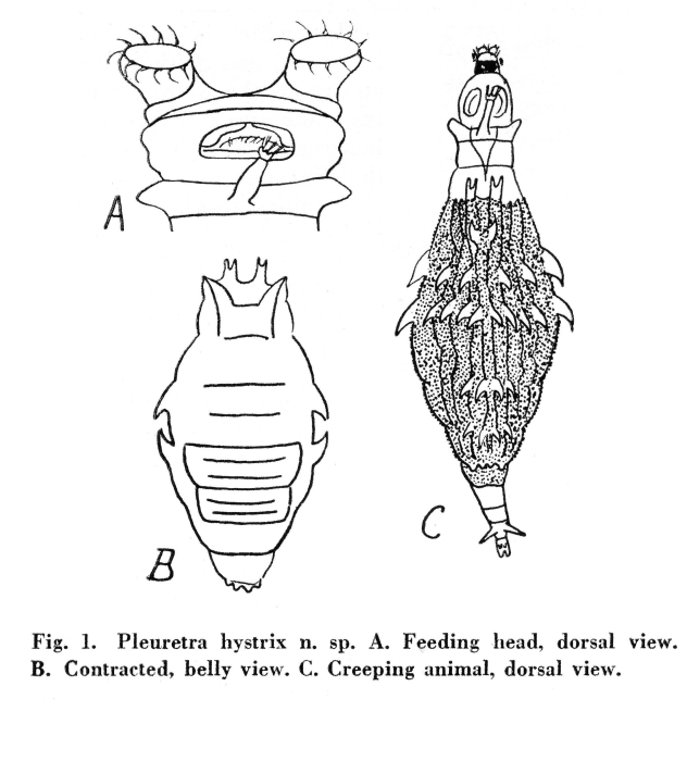 Pleuretra hystrix - Original description image