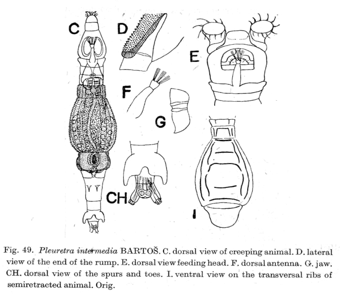 Pleuretra intermedia Pleuretra intermedia