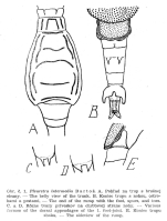 Pleuretra intermedia