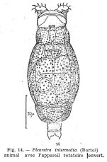 Pleuretra intermedia