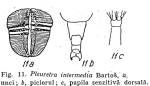 Pleuretra intermedia