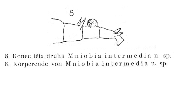Pleuretra intermedia - Original description image